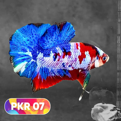 Multicolor Yellow Base Plakat Male Betta Fish | Order Directly From Farm |  You Pick Fish
