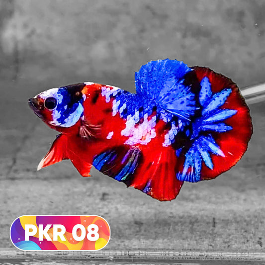 Multicolor Yellow Base Plakat Male Betta Fish | Order Directly From Farm |  You Pick Fish