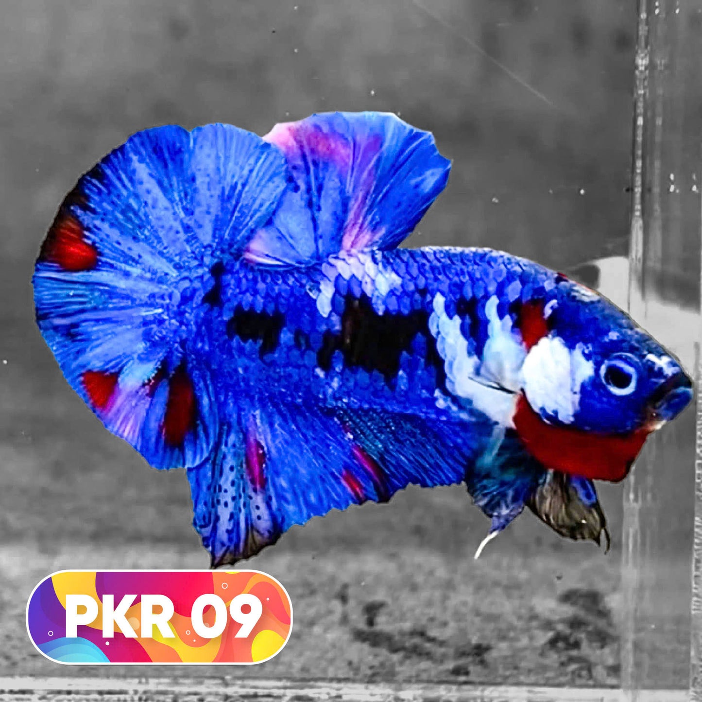 Multicolor Yellow Base Plakat Male Betta Fish | Order Directly From Farm |  You Pick Fish