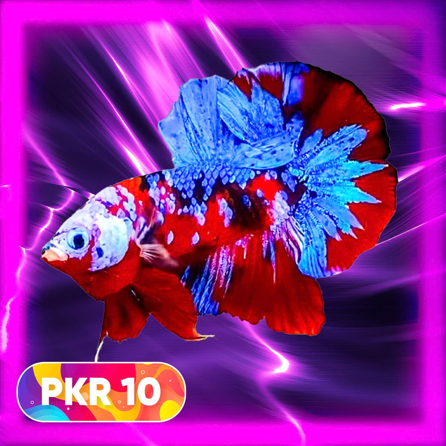 Multicolor Yellow Base Plakat Male Betta Fish | Order Directly From Farm |  You Pick Fish