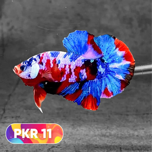 Multicolor Yellow Base Plakat Male Betta Fish | Order Directly From Farm |  You Pick Fish