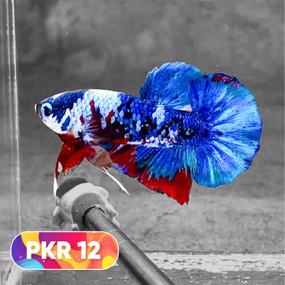 Multicolor Yellow Base Plakat Male Betta Fish | Order Directly From Farm |  You Pick Fish