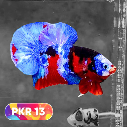 Multicolor Yellow Base Plakat Male Betta Fish | Order Directly From Farm |  You Pick Fish