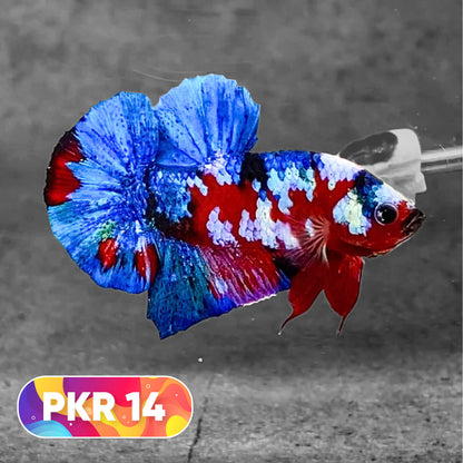Multicolor Yellow Base Plakat Male Betta Fish | Order Directly From Farm |  You Pick Fish