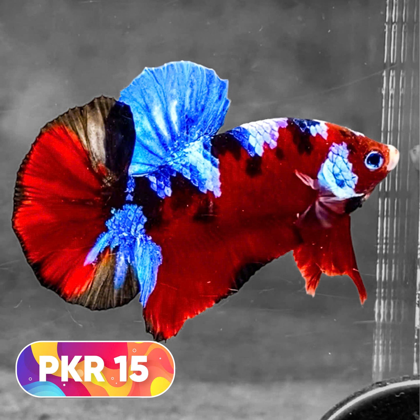 Multicolor Yellow Base Plakat Male Betta Fish | Order Directly From Farm |  You Pick Fish