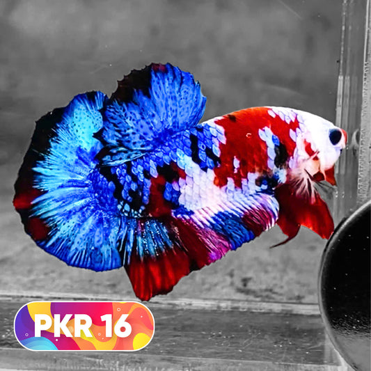 Multicolor Yellow Base Plakat Male Betta Fish | Order Directly From Farm |  You Pick Fish
