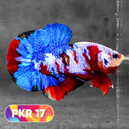 Multicolor Yellow Base Plakat Male Betta Fish | Order Directly From Farm |  You Pick Fish