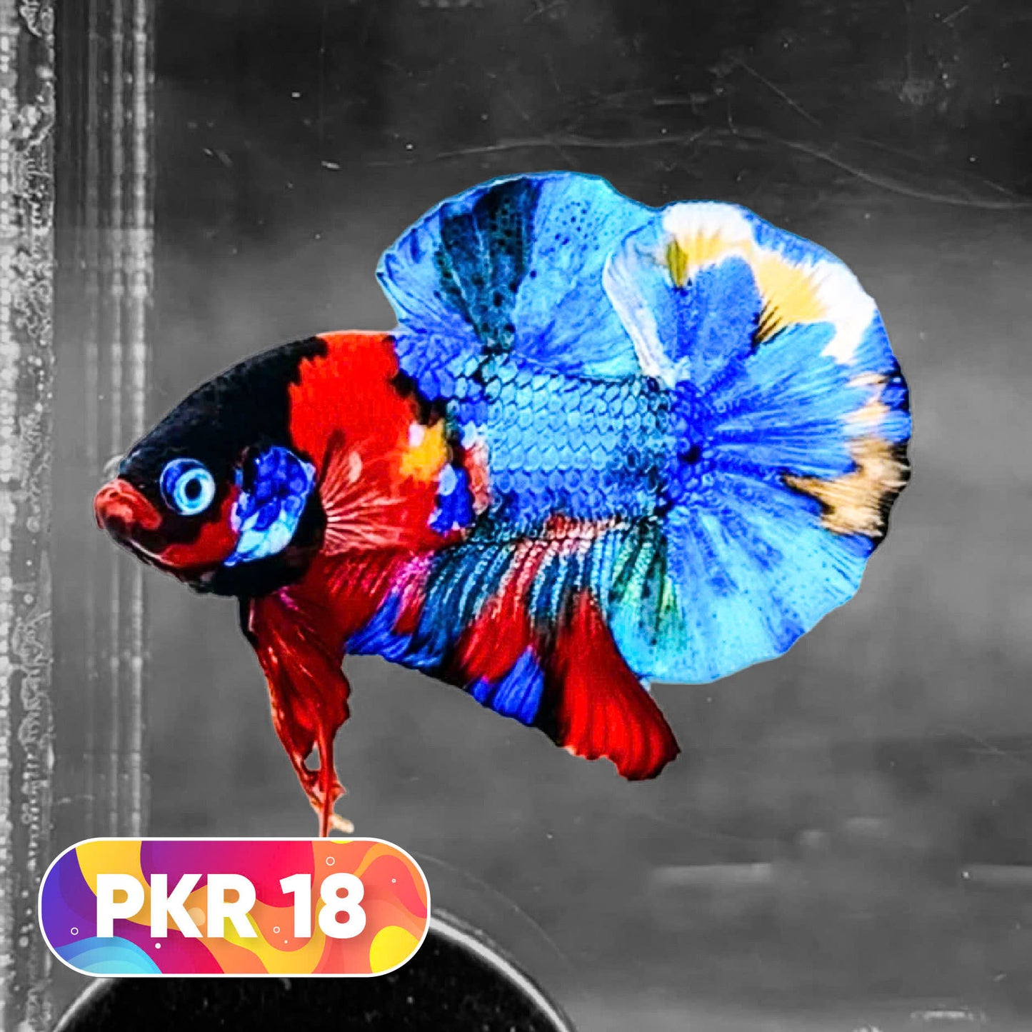 Multicolor Yellow Base Plakat Male Betta Fish | Order Directly From Farm |  You Pick Fish