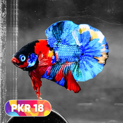 Multicolor Yellow Base Plakat Male Betta Fish | Order Directly From Farm |  You Pick Fish