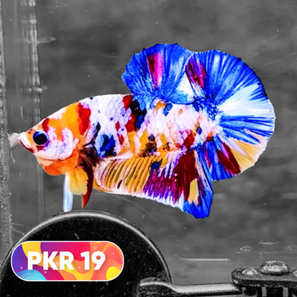 Multicolor Yellow Base Plakat Male Betta Fish | Order Directly From Farm |  You Pick Fish