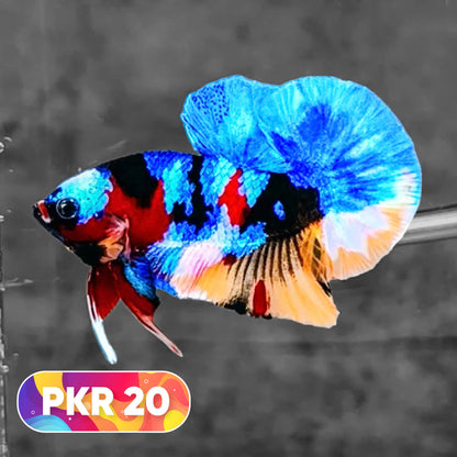 Multicolor Yellow Base Plakat Male Betta Fish | Order Directly From Farm |  You Pick Fish