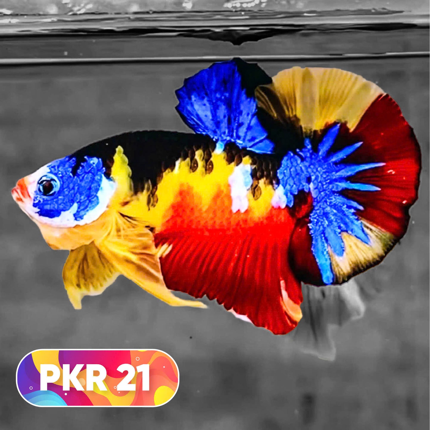 Multicolor Yellow Base Plakat Male Betta Fish | Order Directly From Farm |  You Pick Fish