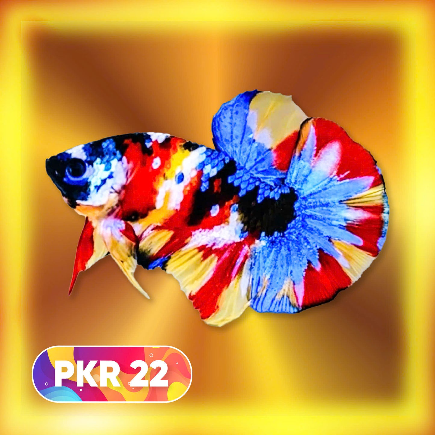Multicolor Yellow Base Plakat Male Betta Fish | Order Directly From Farm |  You Pick Fish