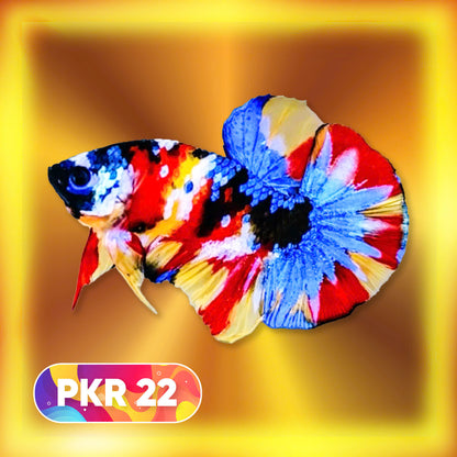 Multicolor Yellow Base Plakat Male Betta Fish | Order Directly From Farm |  You Pick Fish