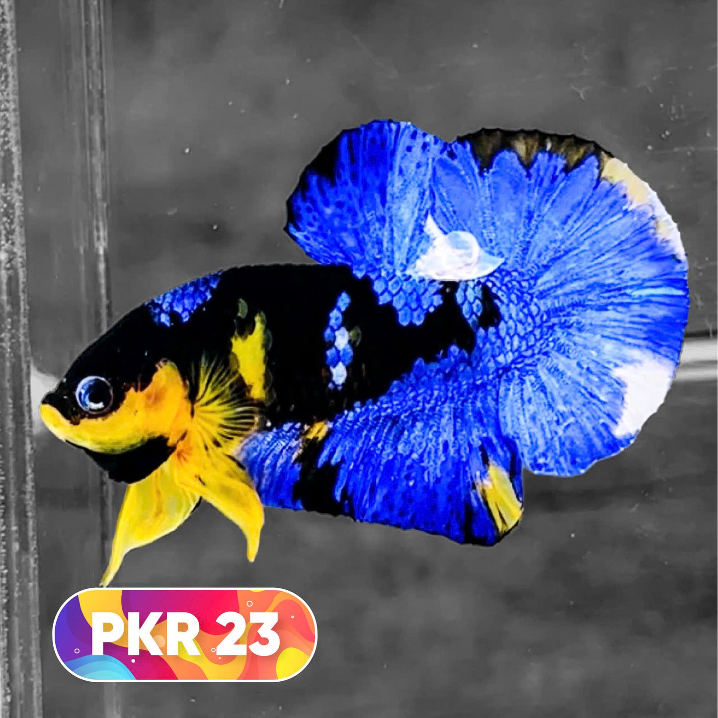 Multicolor Yellow Base Plakat Male Betta Fish | Order Directly From Farm |  You Pick Fish
