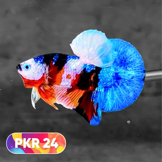 Multicolor Yellow Base Plakat Male Betta Fish | Order Directly From Farm |  You Pick Fish