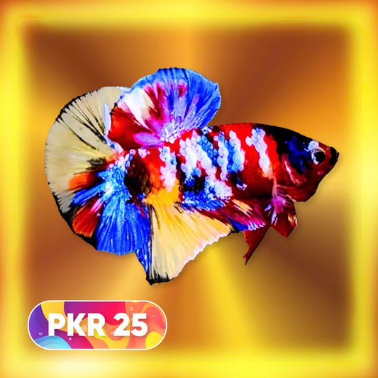 Multicolor Yellow Base Plakat Male Betta Fish | Order Directly From Farm |  You Pick Fish