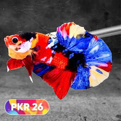 Multicolor Yellow Base Plakat Male Betta Fish | Order Directly From Farm |  You Pick Fish