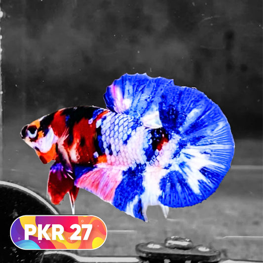 Multicolor Yellow Base Plakat Male Betta Fish | Order Directly From Farm |  You Pick Fish