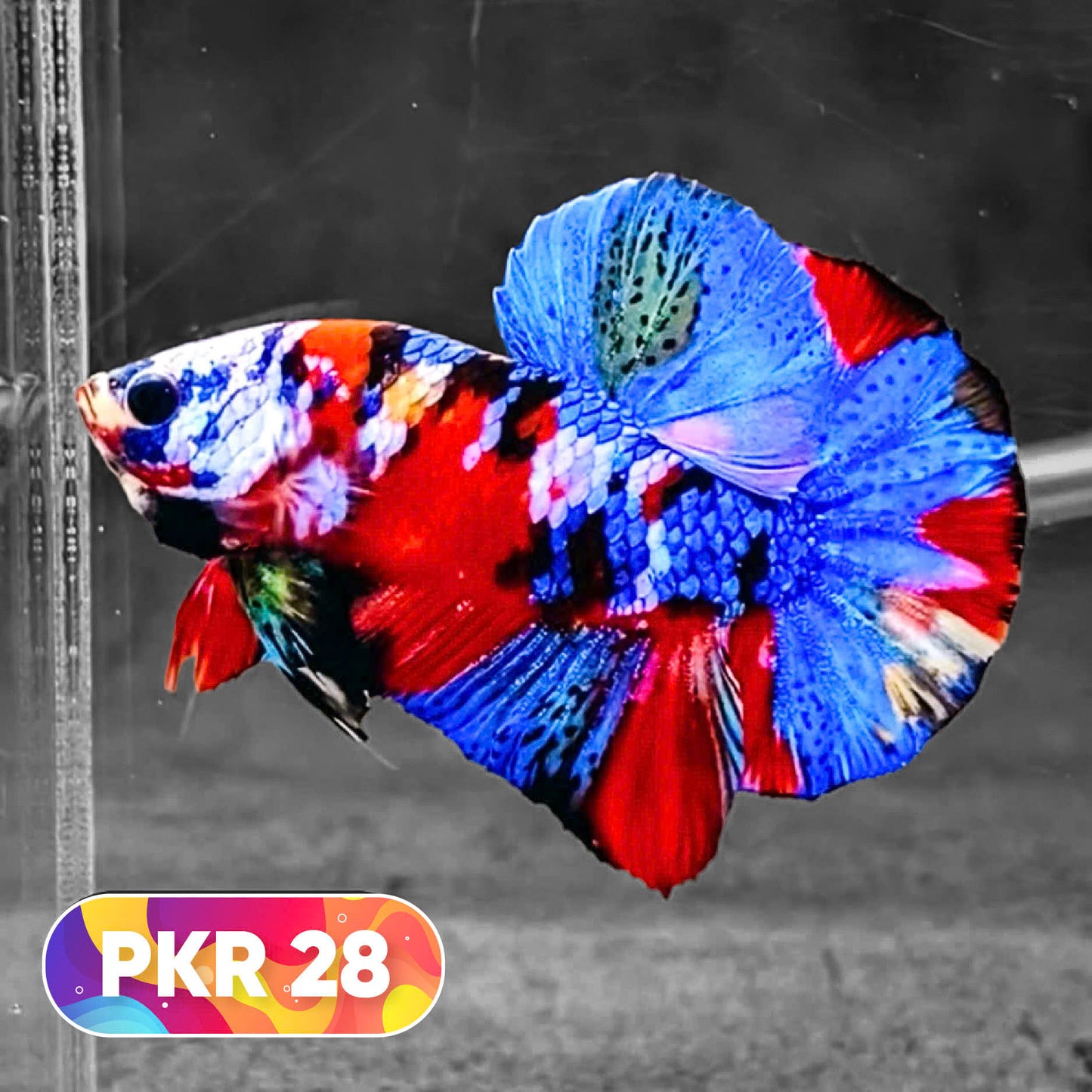 Multicolor Yellow Base Plakat Male Betta Fish | Order Directly From Farm |  You Pick Fish