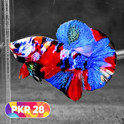 Multicolor Yellow Base Plakat Male Betta Fish | Order Directly From Farm |  You Pick Fish