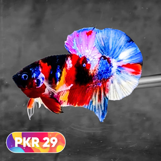 Multicolor Yellow Base Plakat Male Betta Fish | Order Directly From Farm |  You Pick Fish