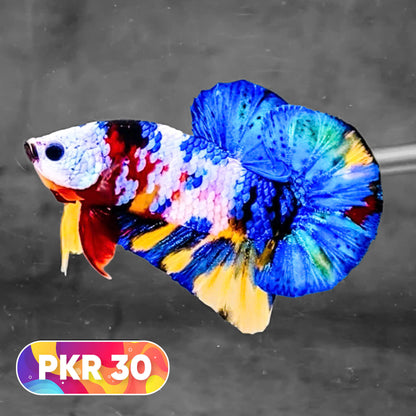 Multicolor Yellow Base Plakat Male Betta Fish | Order Directly From Farm |  You Pick Fish
