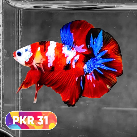 Multicolor Yellow Base Plakat Male Betta Fish | Order Directly From Farm |  You Pick Fish