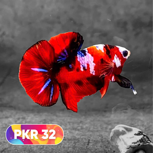 Multicolor Yellow Base Plakat Male Betta Fish | Order Directly From Farm |  You Pick Fish