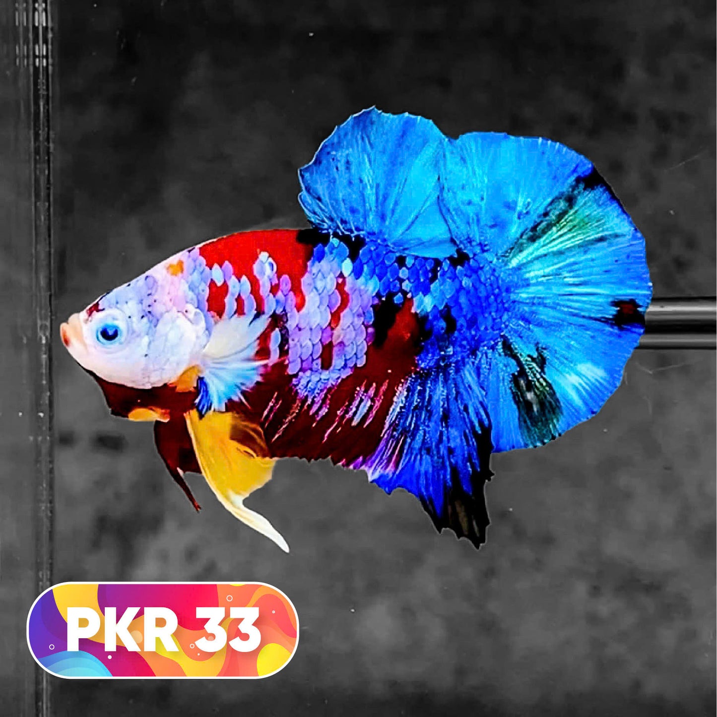 Multicolor Yellow Base Plakat Male Betta Fish | Order Directly From Farm |  You Pick Fish