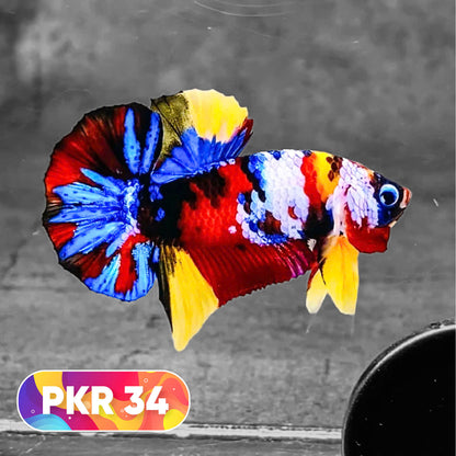 Multicolor Yellow Base Plakat Male Betta Fish | Order Directly From Farm |  You Pick Fish