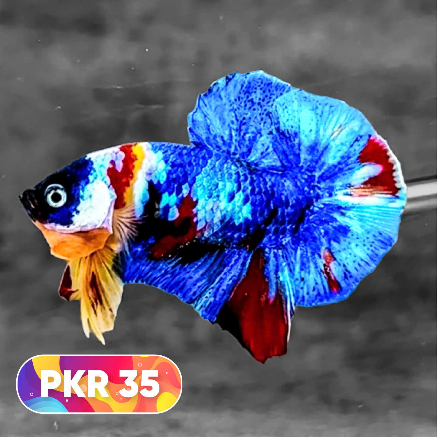Multicolor Yellow Base Plakat Male Betta Fish | Order Directly From Farm |  You Pick Fish