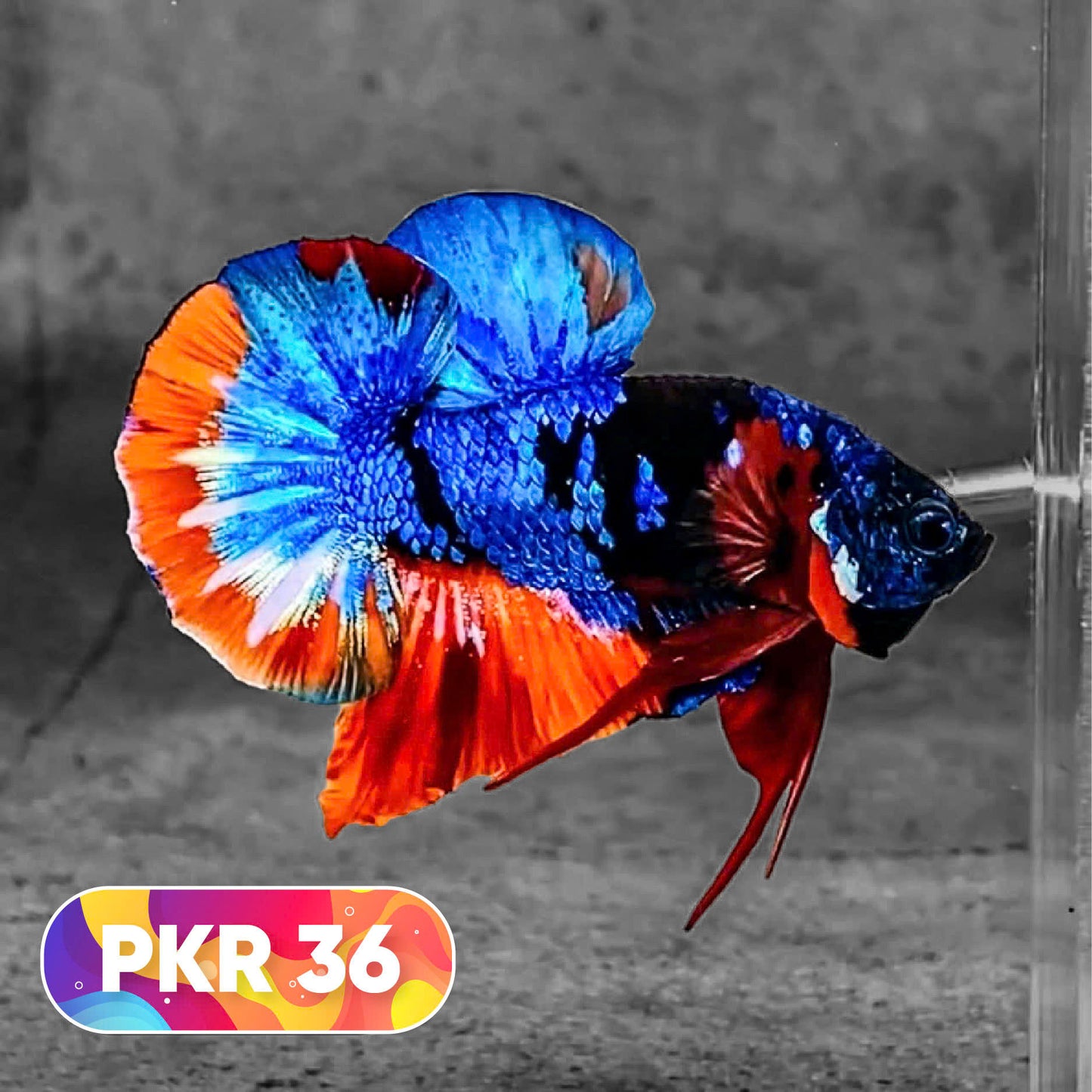 Multicolor Yellow Base Plakat Male Betta Fish | Order Directly From Farm |  You Pick Fish