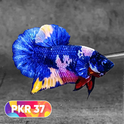 Multicolor Yellow Base Plakat Male Betta Fish | Order Directly From Farm |  You Pick Fish