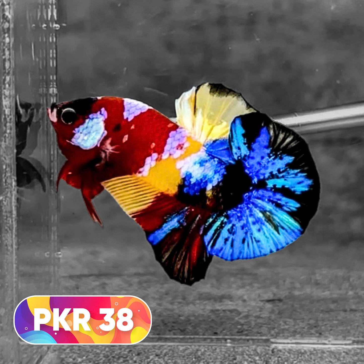Multicolor Yellow Base Plakat Male Betta Fish | Order Directly From Farm |  You Pick Fish