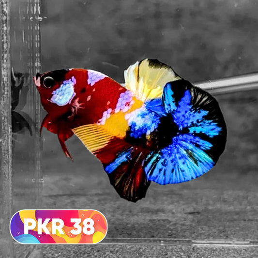 Multicolor Yellow Base Plakat Male Betta Fish | Order Directly From Farm |  You Pick Fish