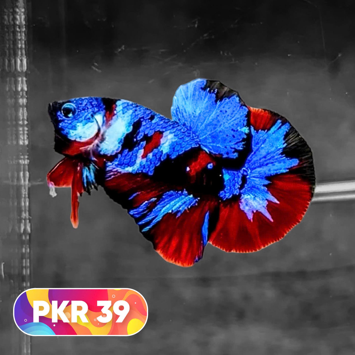 Multicolor Yellow Base Plakat Male Betta Fish | Order Directly From Farm |  You Pick Fish