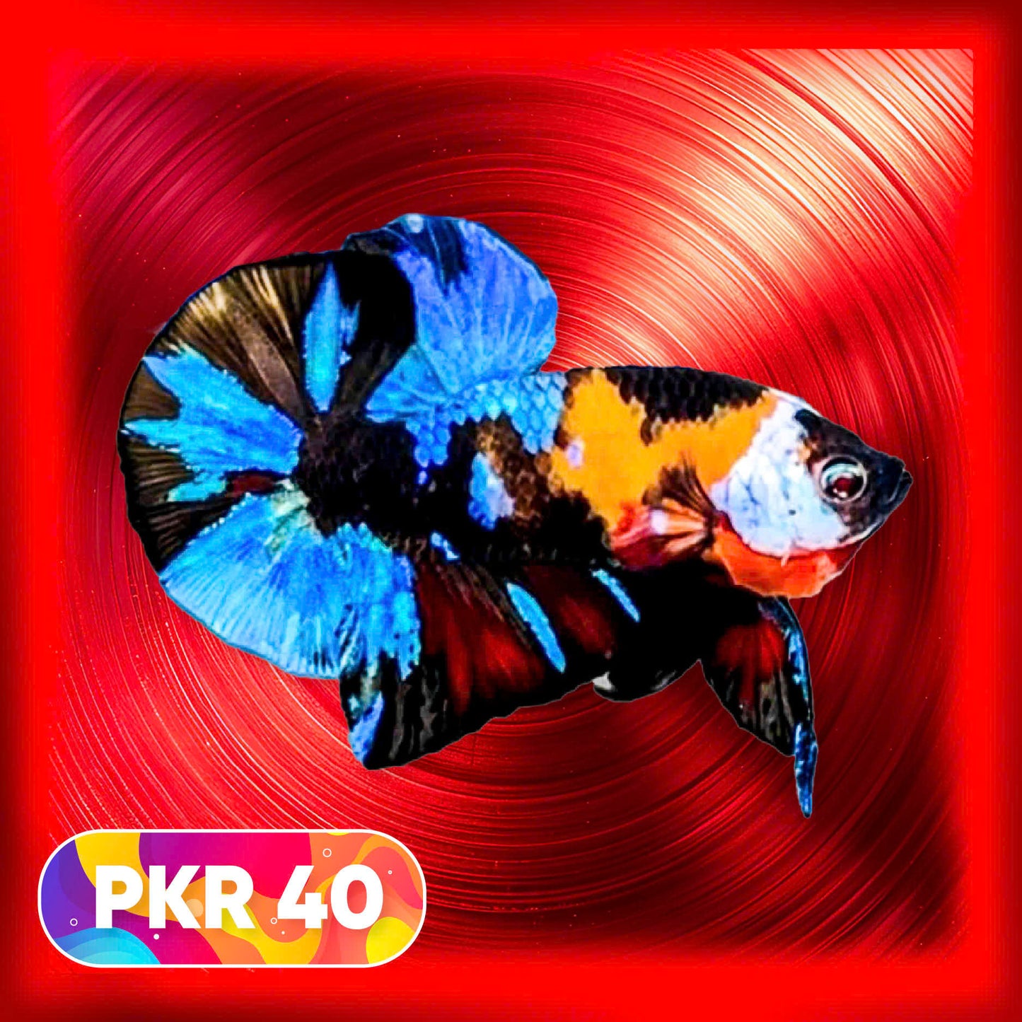 Multicolor Yellow Base Plakat Male Betta Fish | Order Directly From Farm |  You Pick Fish