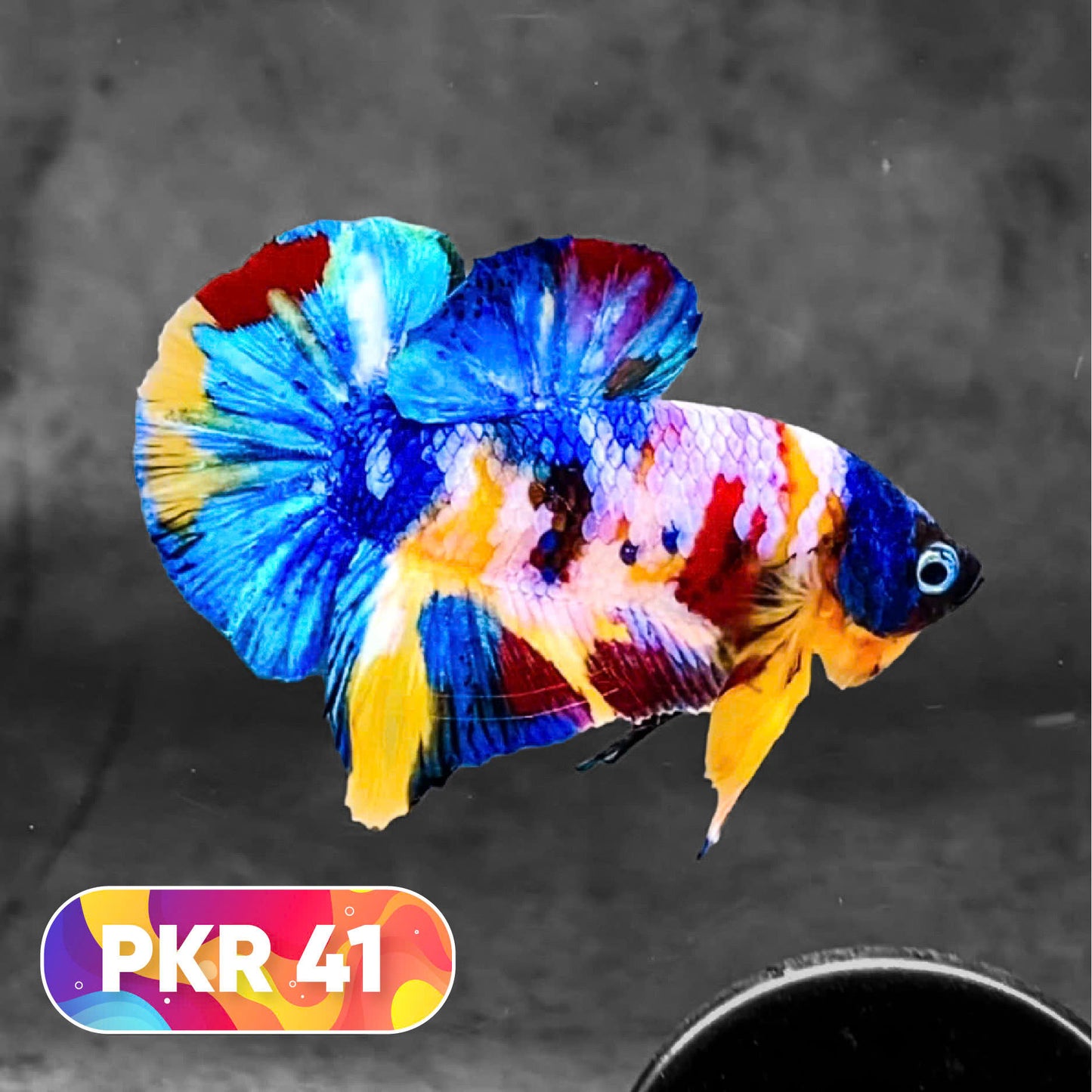 Multicolor Yellow Base Plakat Male Betta Fish | Order Directly From Farm |  You Pick Fish