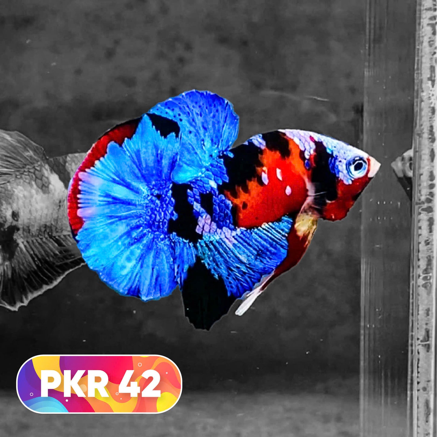 Multicolor Yellow Base Plakat Male Betta Fish | Order Directly From Farm |  You Pick Fish