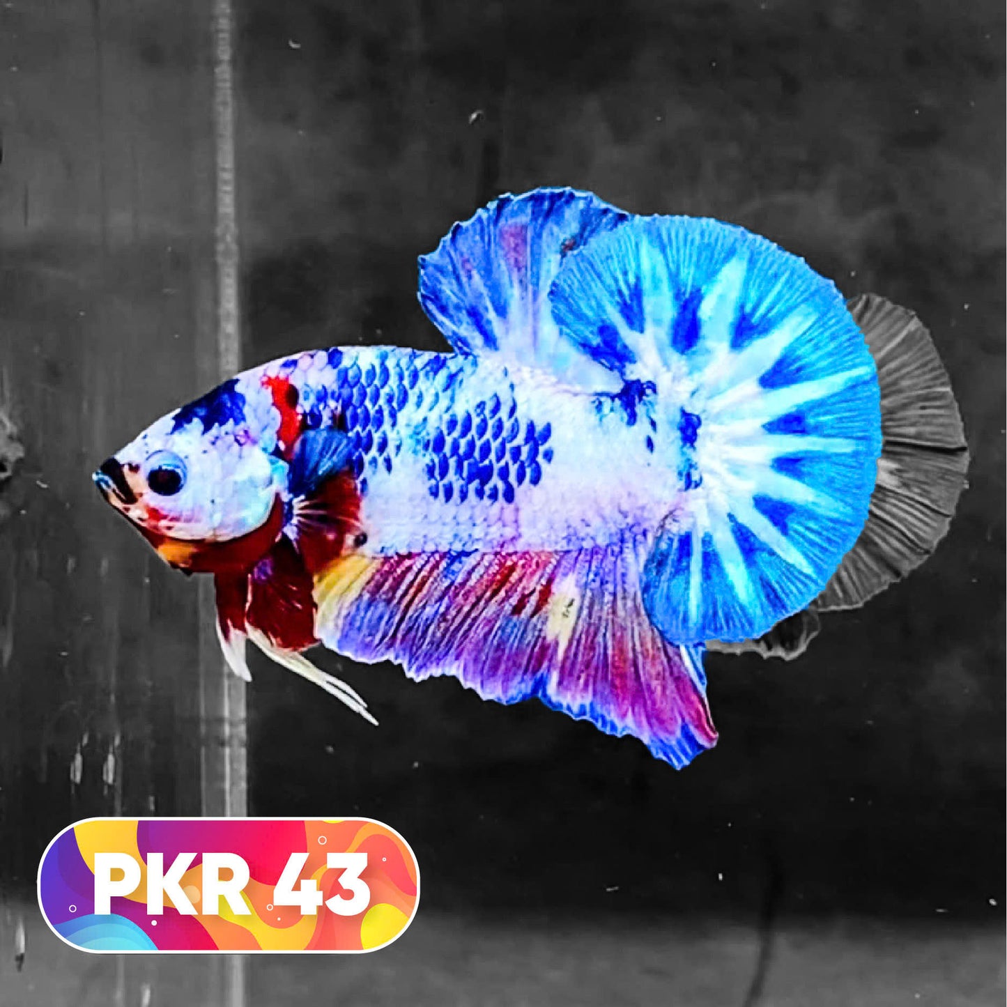 Multicolor Yellow Base Plakat Male Betta Fish | Order Directly From Farm |  You Pick Fish