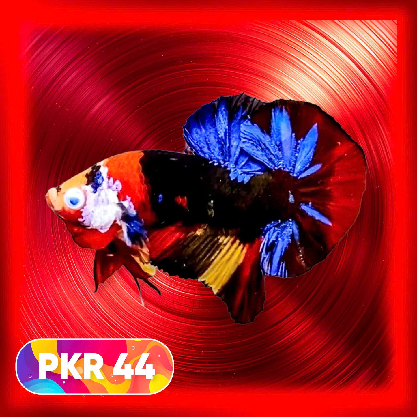 Multicolor Yellow Base Plakat Male Betta Fish | Order Directly From Farm |  You Pick Fish