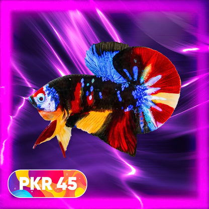 Multicolor Yellow Base Plakat Male Betta Fish | Order Directly From Farm |  You Pick Fish