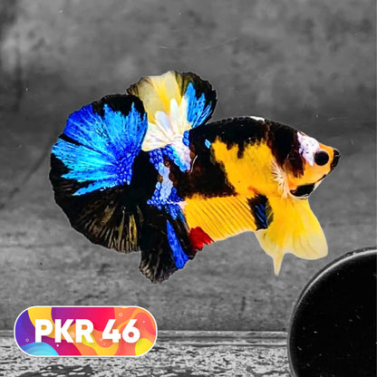 Multicolor Yellow Base Plakat Male Betta Fish | Order Directly From Farm |  You Pick Fish