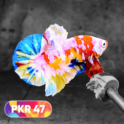 Multicolor Yellow Base Plakat Male Betta Fish | Order Directly From Farm |  You Pick Fish