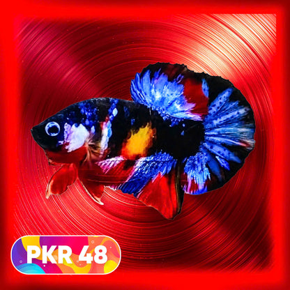 Multicolor Yellow Base Plakat Male Betta Fish | Order Directly From Farm |  You Pick Fish