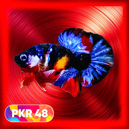 Multicolor Yellow Base Plakat Male Betta Fish | Order Directly From Farm |  You Pick Fish