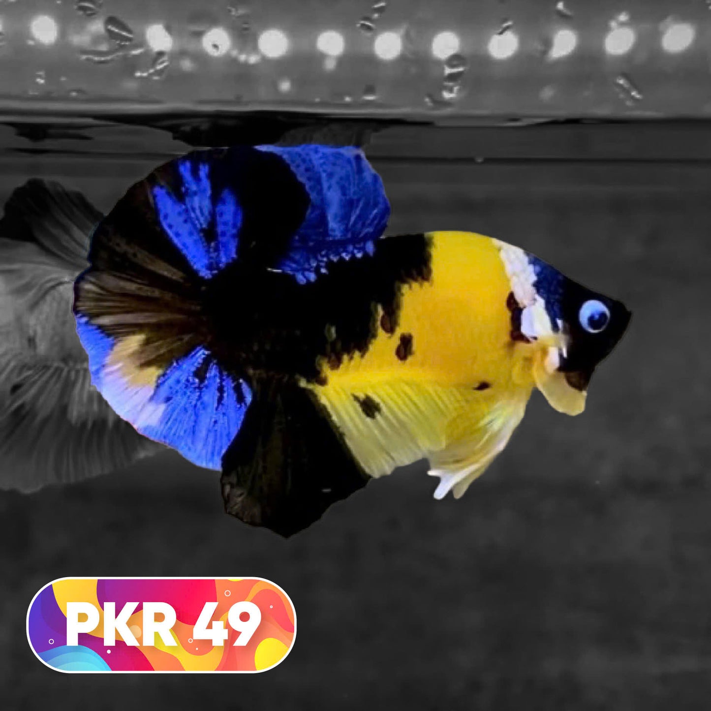Multicolor Yellow Base Plakat Male Betta Fish | Order Directly From Farm |  You Pick Fish