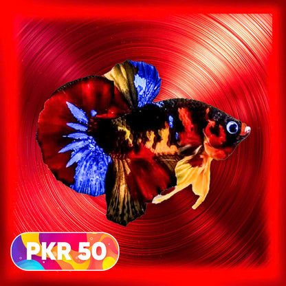 Multicolor Yellow Base Plakat Male Betta Fish | Order Directly From Farm |  You Pick Fish