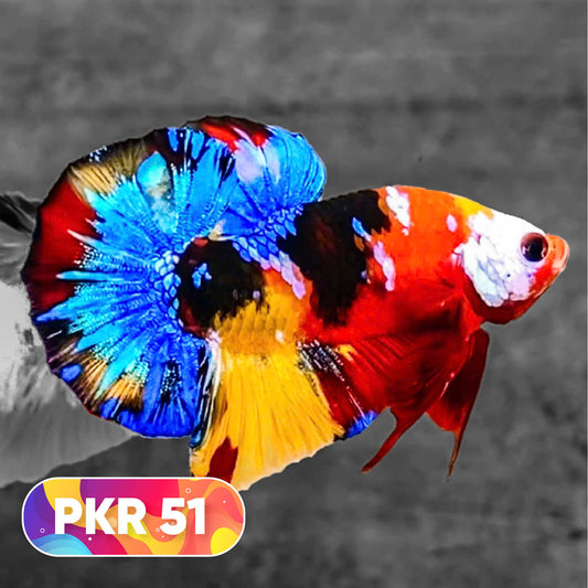 Multicolor Yellow Base Plakat Male Betta Fish | Order Directly From Farm |  You Pick Fish